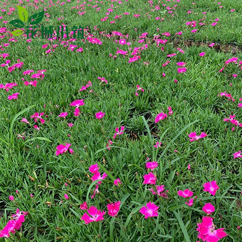 如何讓花木順利過(guò)冬？
